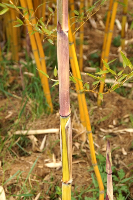 Phyllostachys aureosulcata Harbin inversa 2